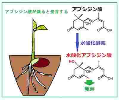 アブジシン酸の特徴を図にまとめた画像