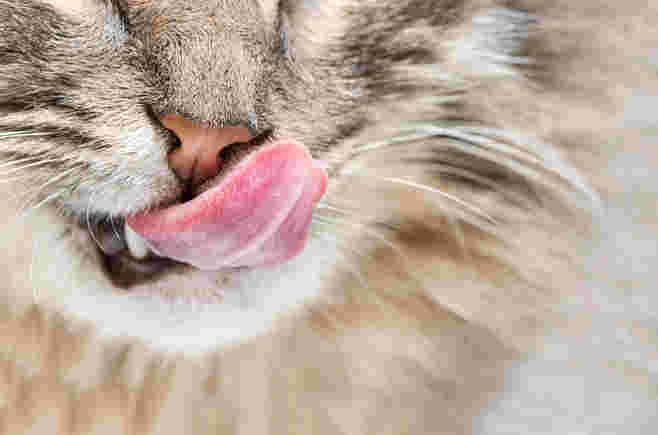 猫の舌