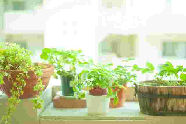 植物