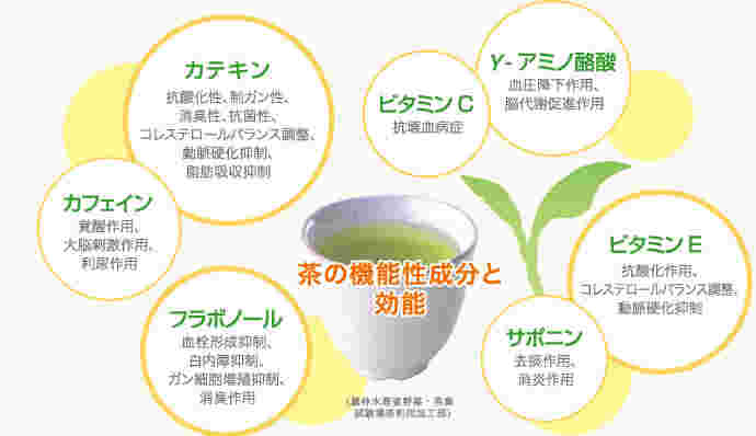 お茶のカテキン、ビタミンCなどの成分と効果