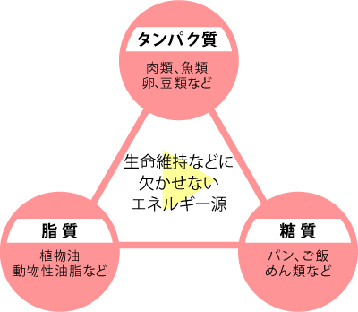 三大栄養素の働きについて