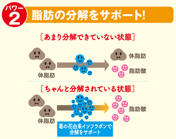 体脂肪を脂肪酸へと分解する図式
