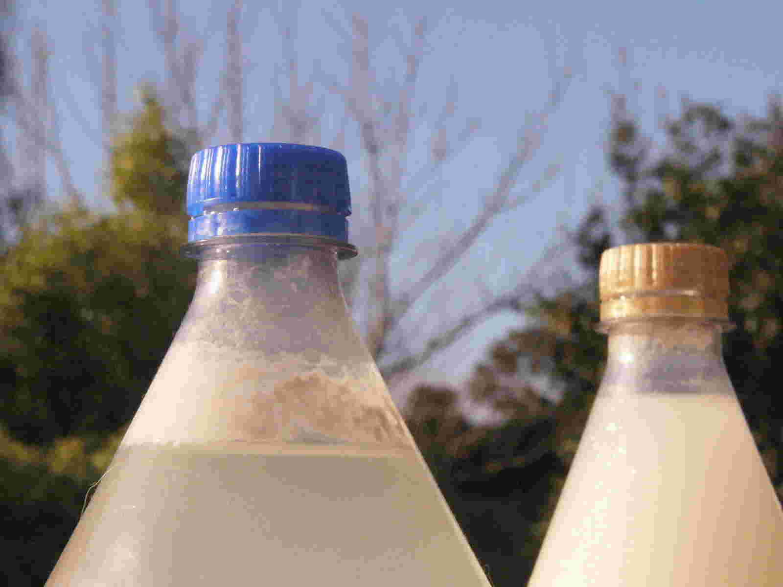 米のとぎ汁乳酸菌の画像