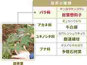 甜茶の種類