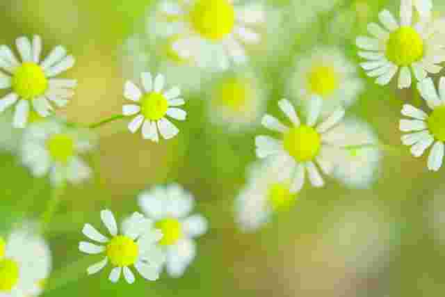 カモミールの花