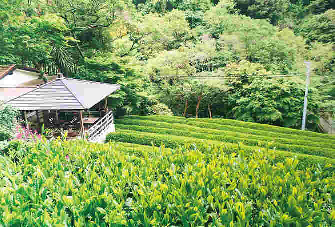 覆いをしないで茶葉を育てる露天園