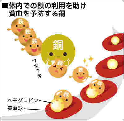 銅の役割
