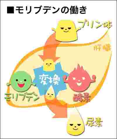 モリブデンの働き