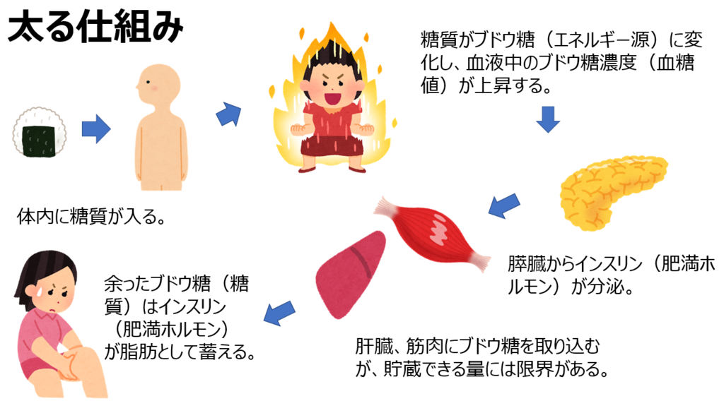太る仕組みの流れをかいた絵
