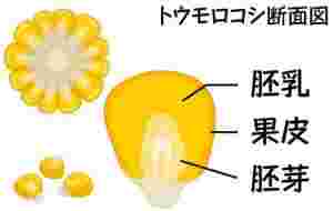 トウモロコシの断面図