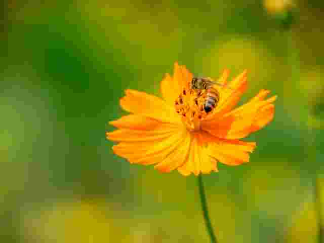 キバナコスモスで花粉を集めるミツバチ