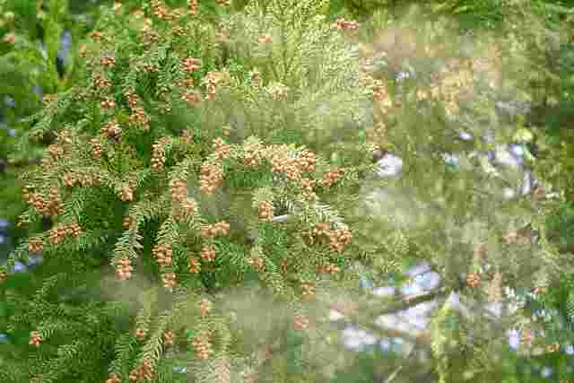 スギ花粉が舞う様子