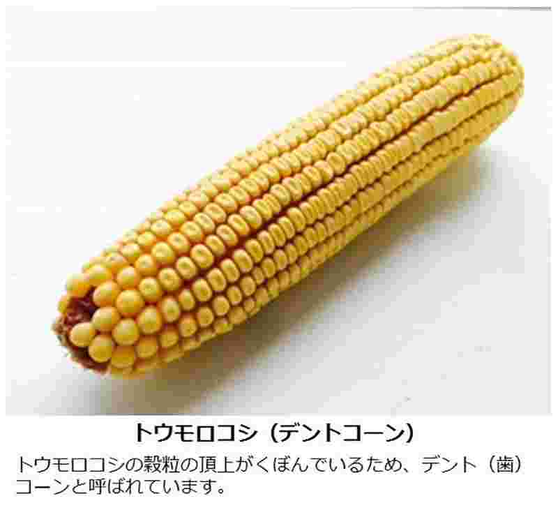トウモロコシ