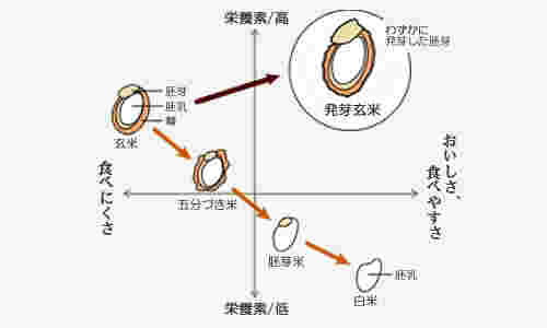玄米が解る図