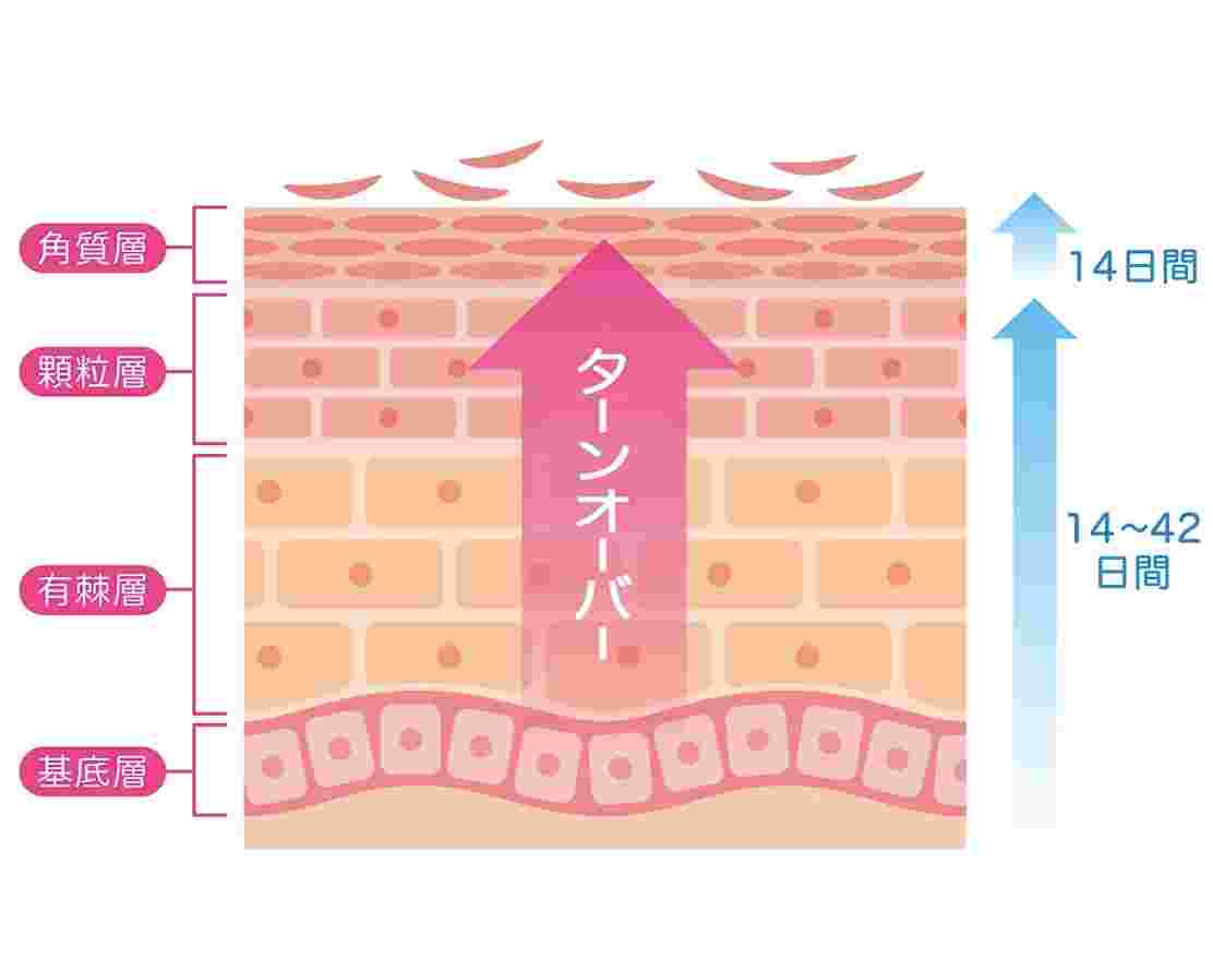 肌のターンオーバーの解説図