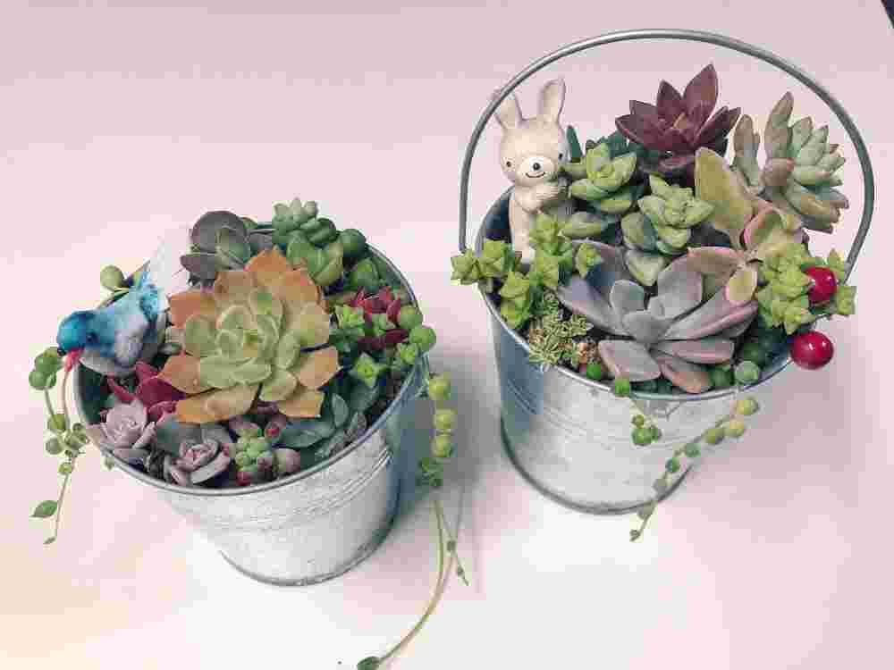 ブリキバケツに多肉植の寄せ植え