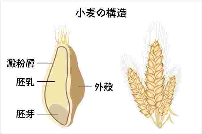 小麦の構造