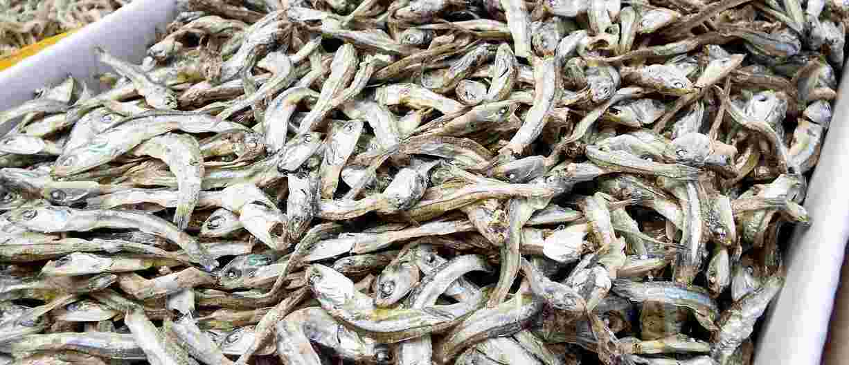 大量の煮干しの写真