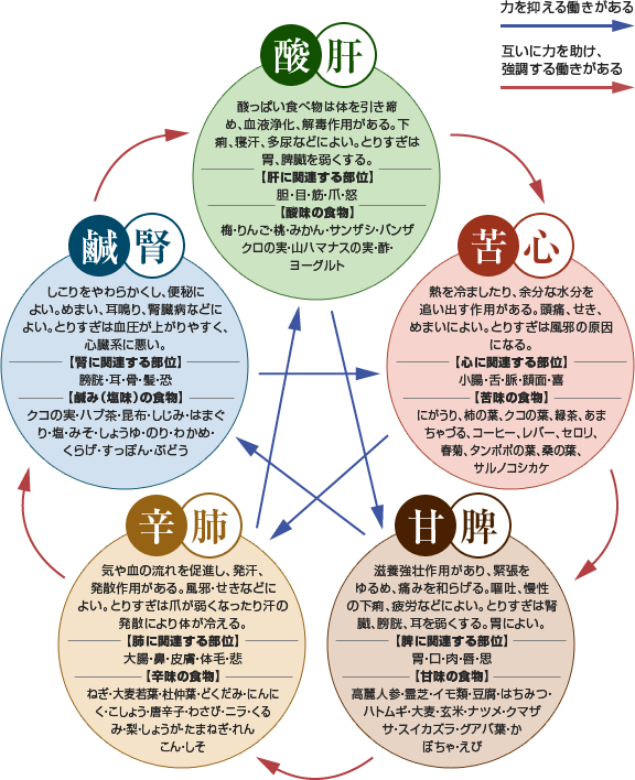 帰経する脾とはなにかと？という説明図