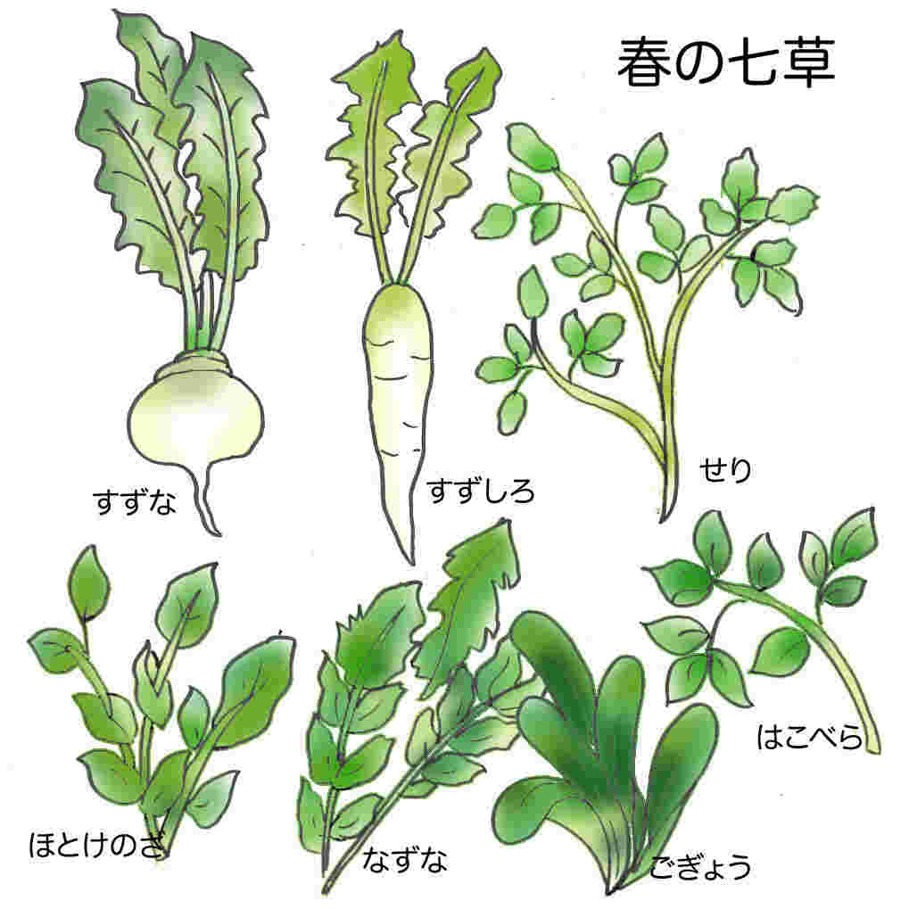 春の七草の図解