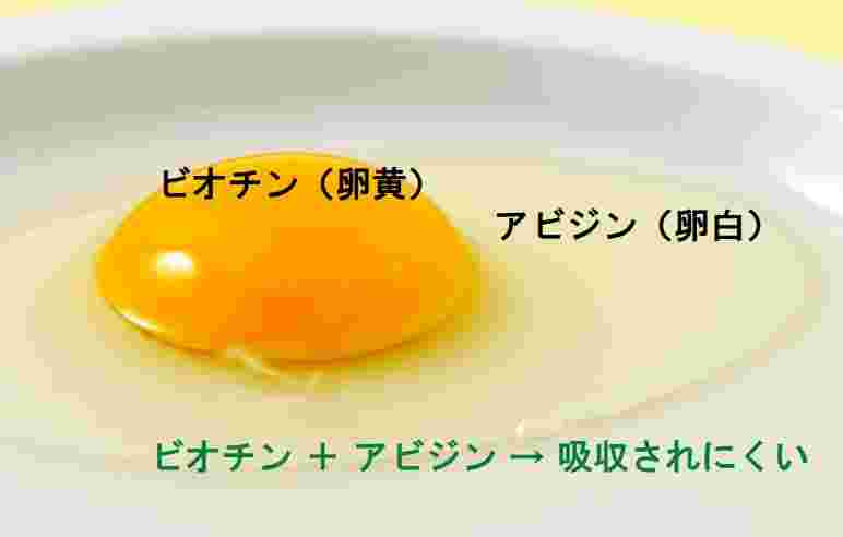 生卵の成分