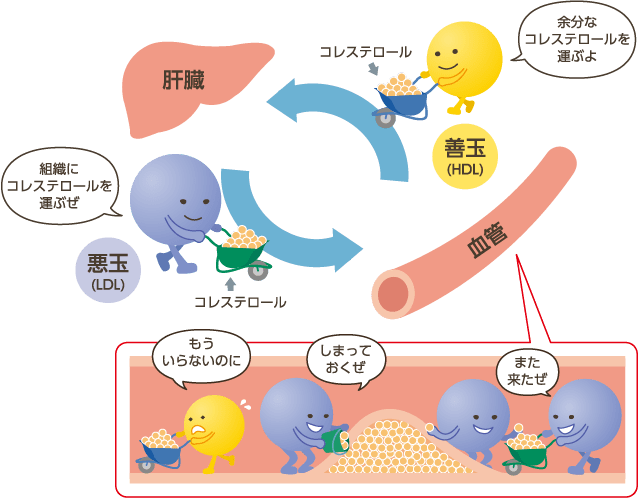 コレステロールの働きの説明