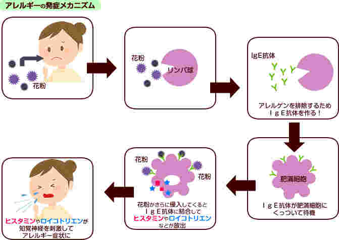 アレルギーとビタミンCの関係
