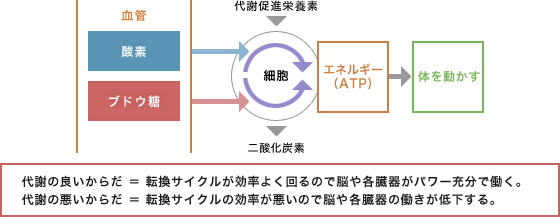 ブドウ糖のエネルギー効果