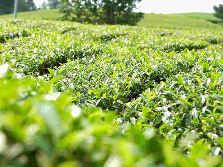 つむ前の玉緑茶茶畑
