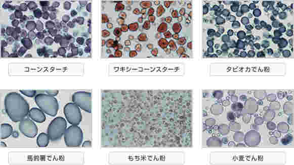 色々なでん粉の顕微鏡写真