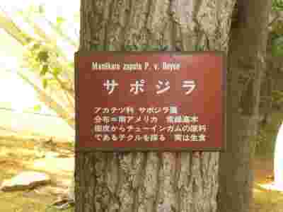 サポジラの樹木