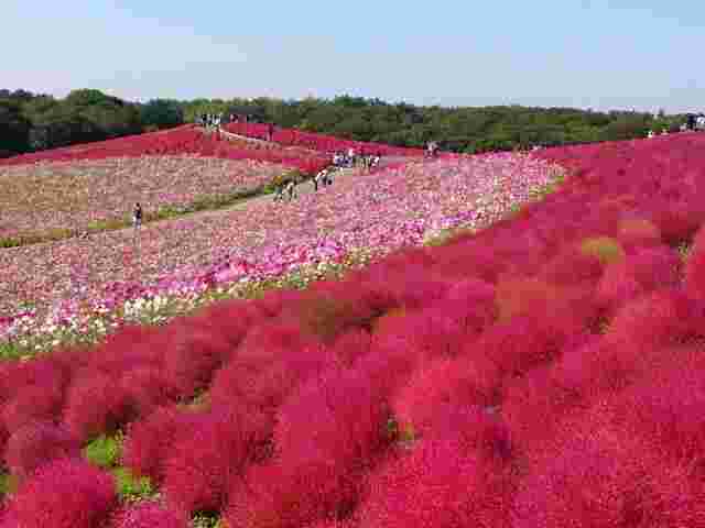 茨城のひたち海浜公園