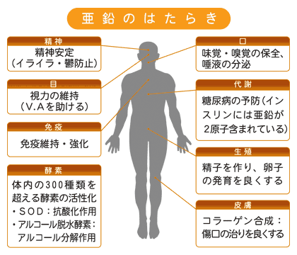 亜鉛の効能