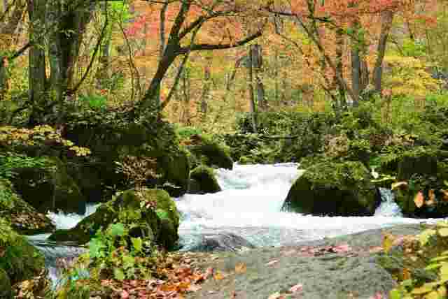 紅葉の奥入瀬渓流