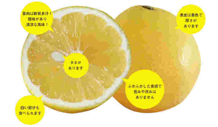 ニューサマーオレンジの特徴
