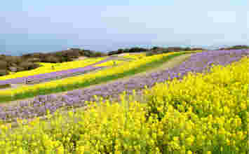 あわじ花さじき