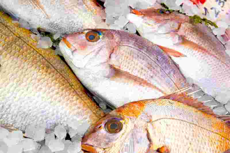 瀬戸内海の魚介類