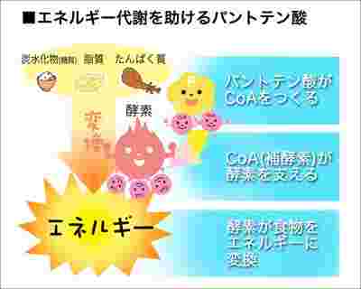 パントテン酸の働き