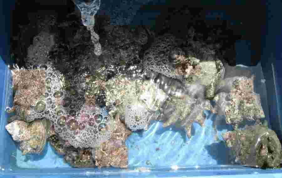 水槽のいくつかのサザエ
