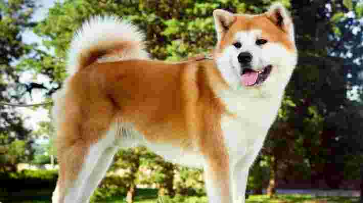秋田犬全身写真