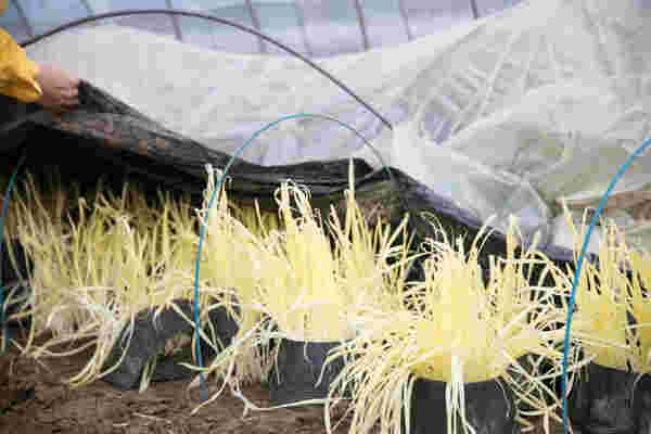 黄ニラの軟白栽培