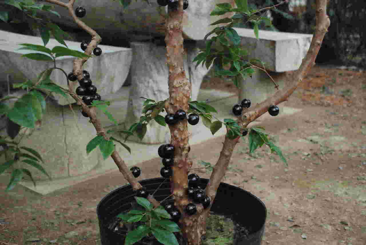 ジャボチカバの鉢植え