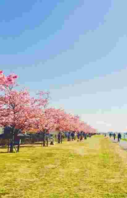 桜並木