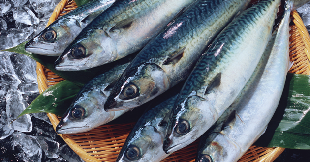 DHAを多く含む魚