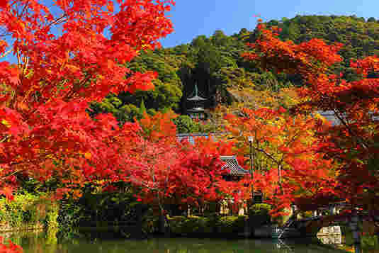 永観堂の紅葉画像