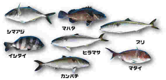 ぶり以外の出世魚の一覧