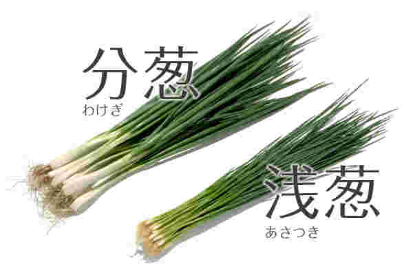 あさつきとわけぎ