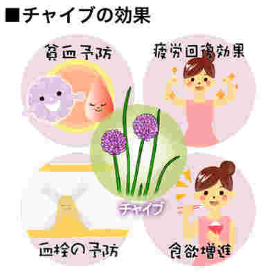 チャイブに含まれる栄養の効果イラスト