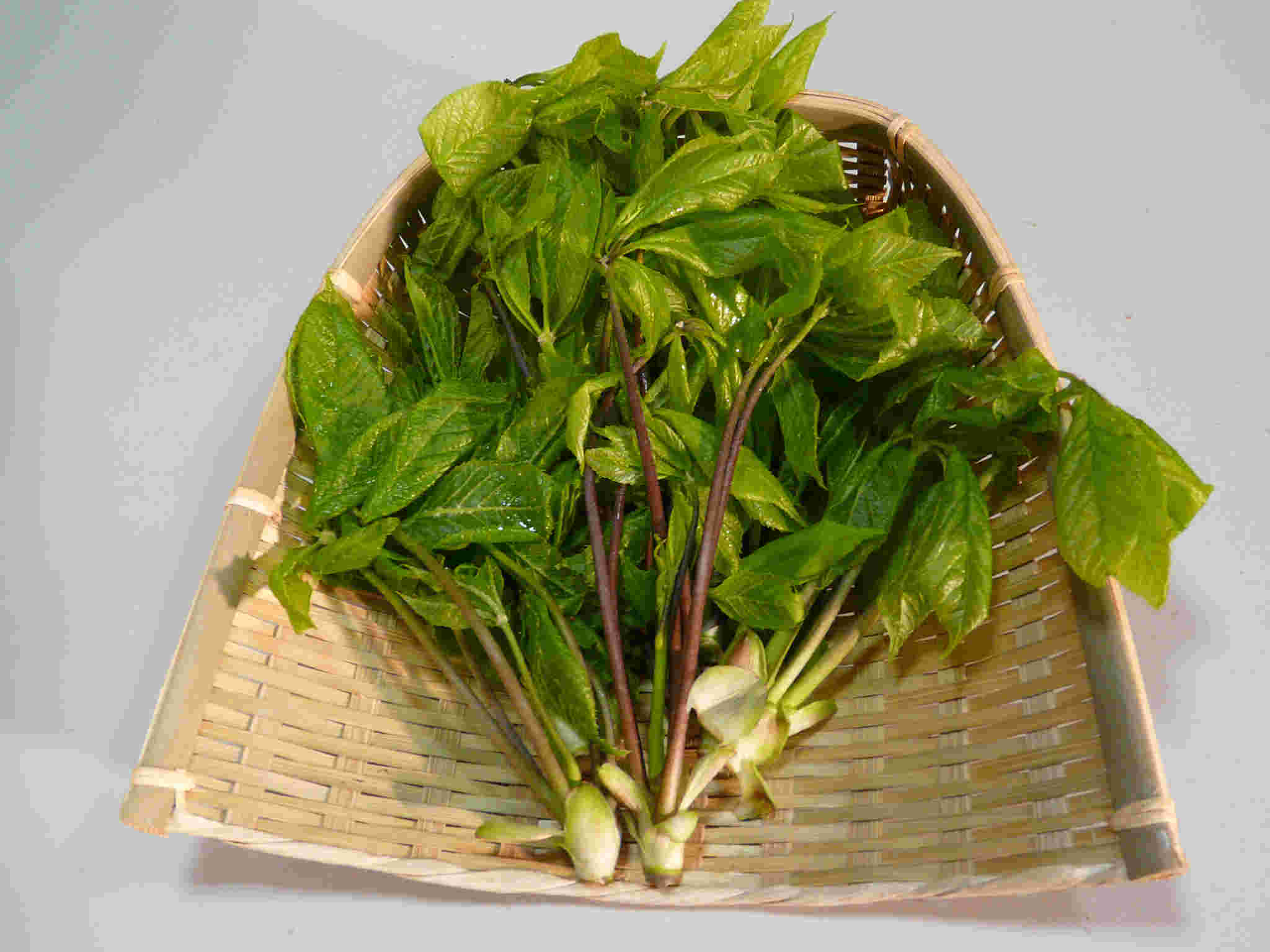新鮮そうな山菜の画像