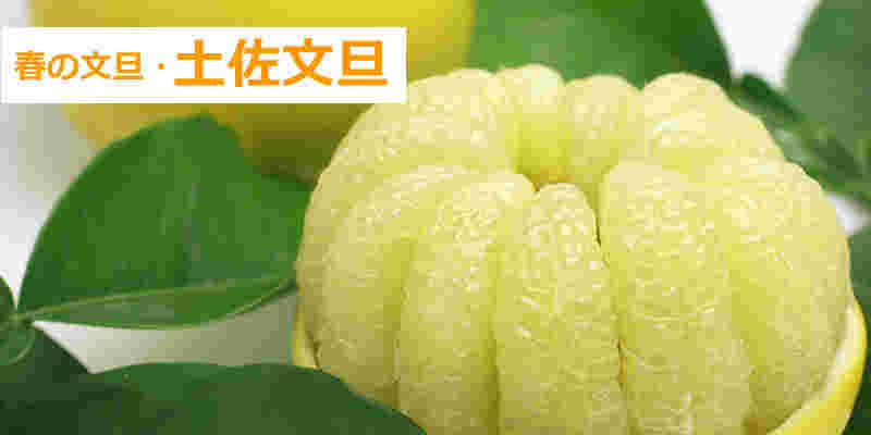 土佐文旦